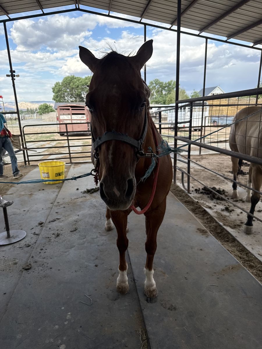 All around horse