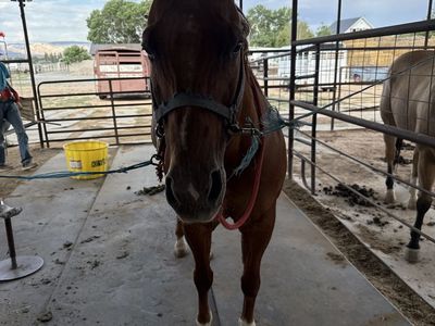 All around horse