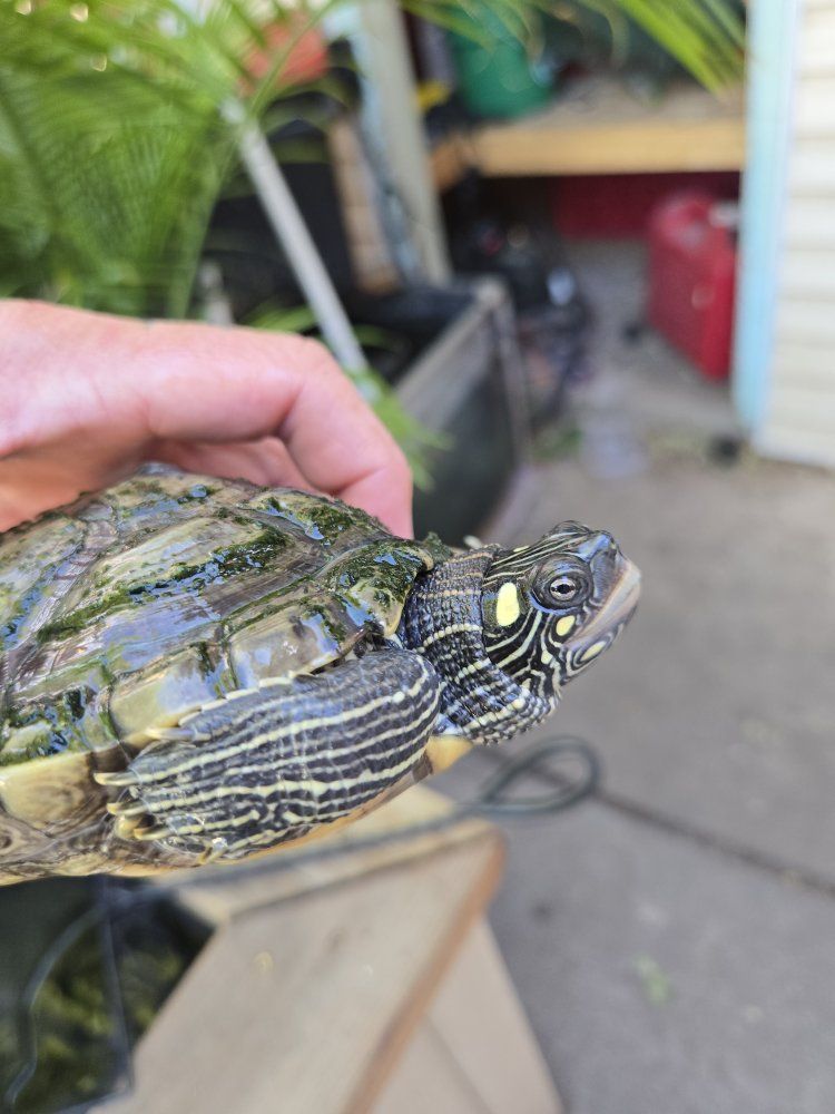 Mississippi map turtle male