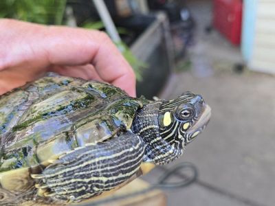 Mississippi map turtle male