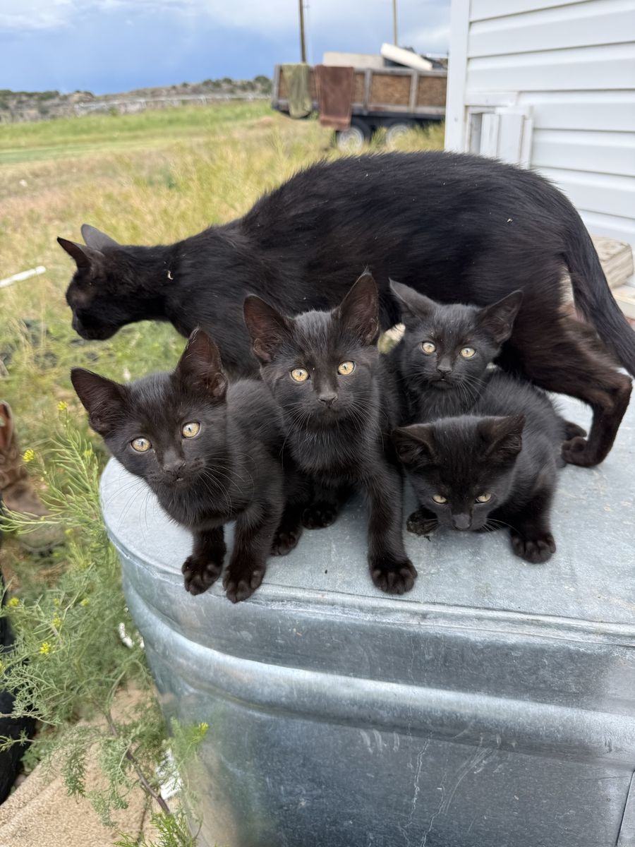 Adorable Black Barn Kittens - Ready for New Homes! Great Mousers!