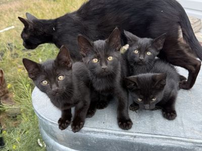 Adorable Black Barn Kittens - Ready for New Homes! Great Mousers!