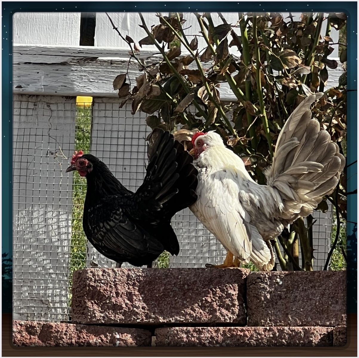 Kiris De Puerto Rico