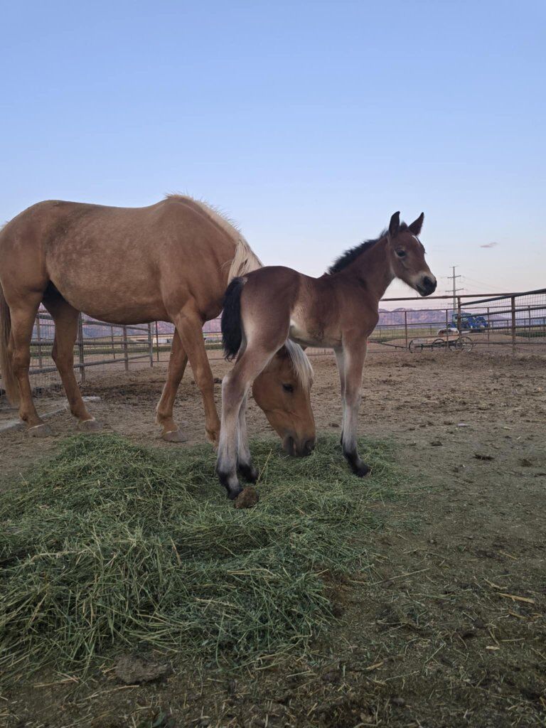 Warm blood Gypsy cross
