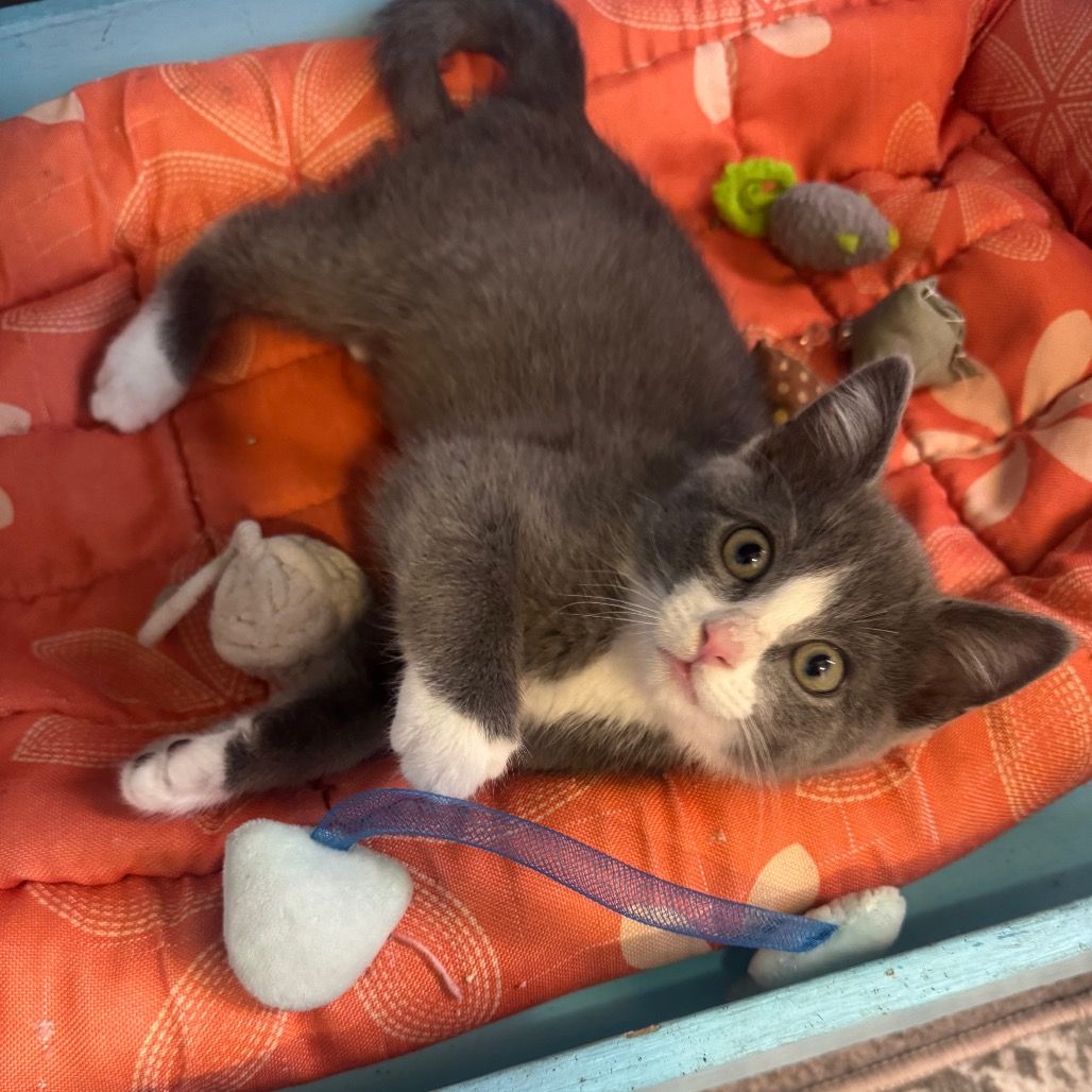 Hello my name is Nacho
