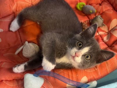 Hello my name is Nacho