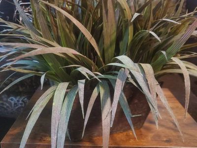 Realistic Greenery Decor
Artificial Plant fcfs