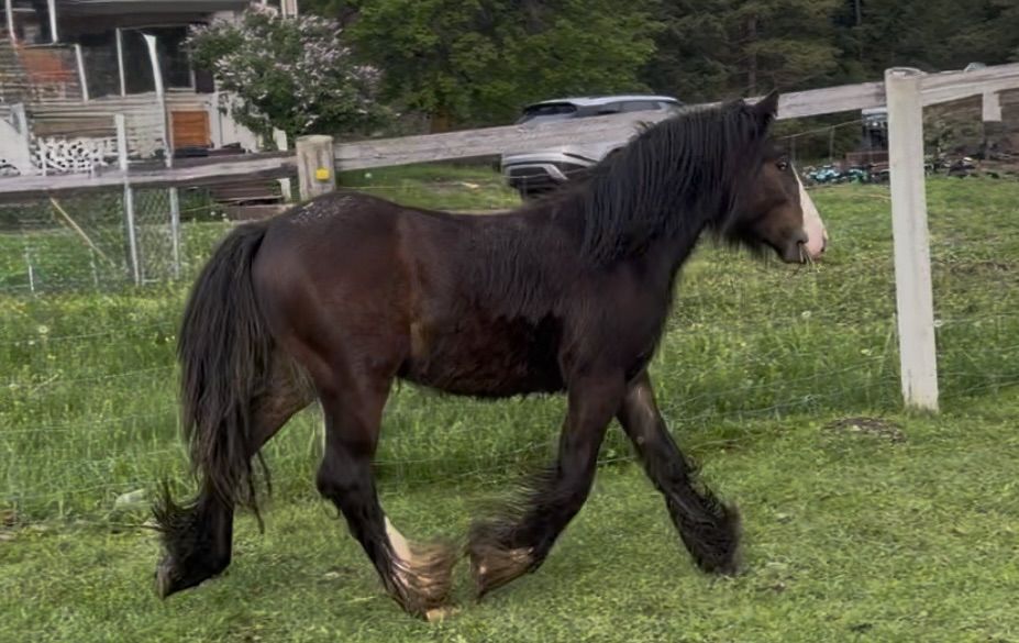 Super Sweet 2025 Gypsy Colt
