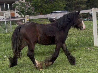 Super Sweet 2025 Gypsy Colt