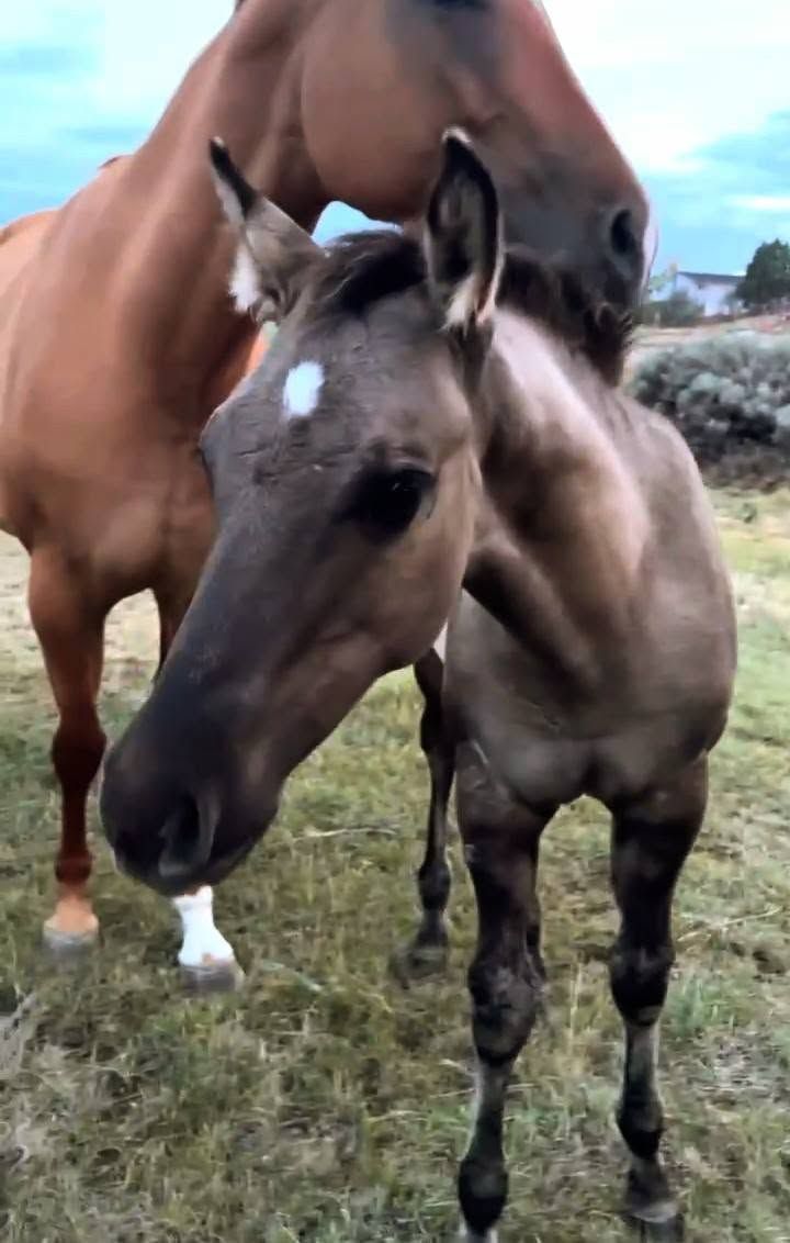 AQHA Homozygous Dun AQHA Grulla Colt