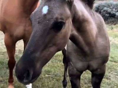 AQHA Homozygous Dun AQHA Grulla Colt