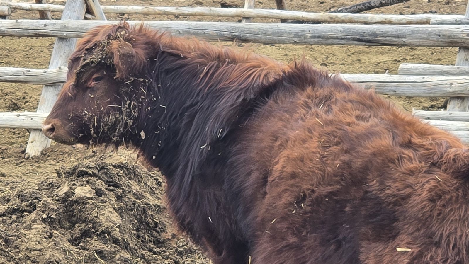 American aberdeen (lowline) Bull calf