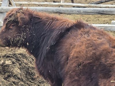 American aberdeen (lowline) Bull calf