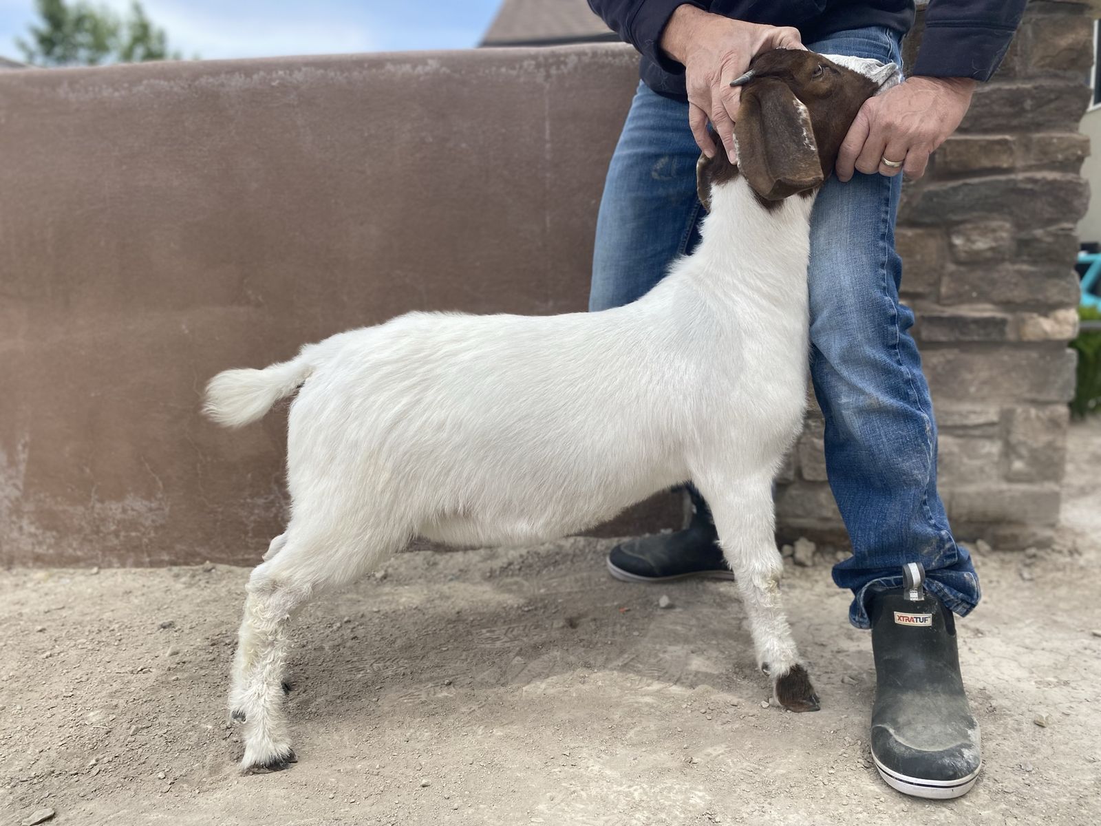 Show Boer Doe Goat Kid for Sale