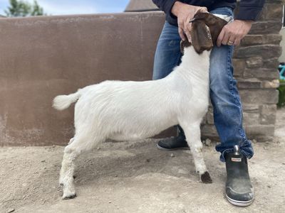 Show Boer Doe Goat Kid for Sale