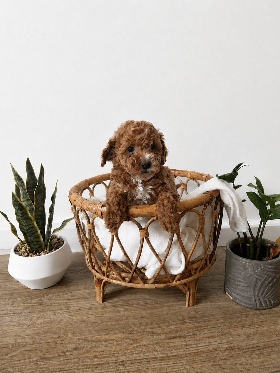 Multigenerational Goldendoodles