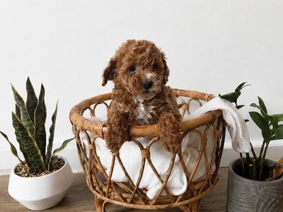 Multigenerational Goldendoodles