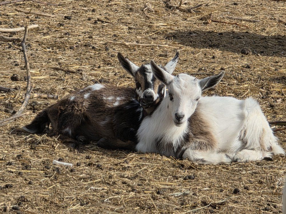 2 Nigerian dwarf doelings