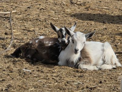 2 Nigerian dwarf doelings