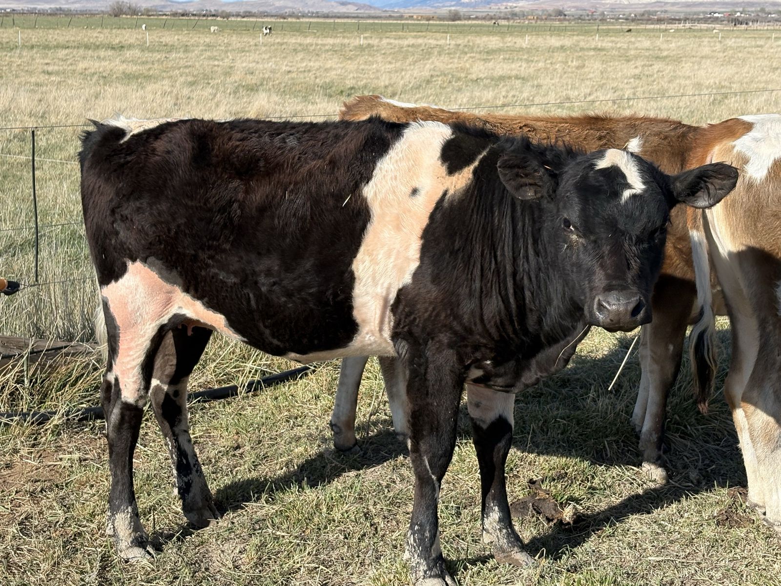 Yearling heifer homestead milker