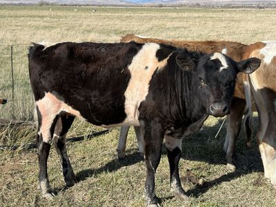 Yearling heifer homestead milker