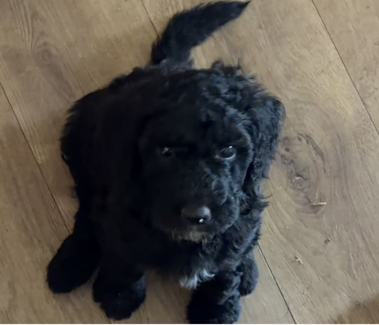 F1B Goldendoodle puppies