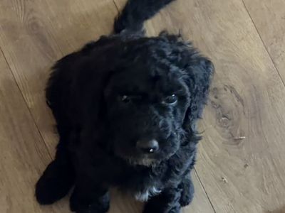 F1B Goldendoodle puppies
