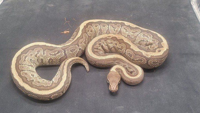 Ball python