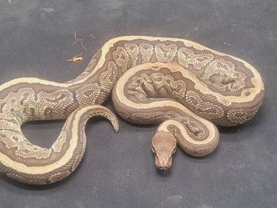 Ball python