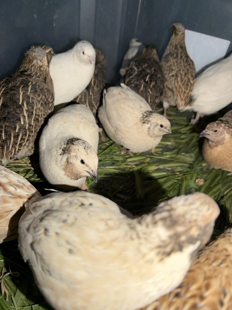 Male Quails/trade