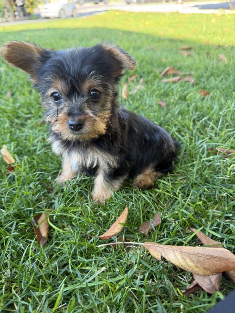 Yorkshire Terrier (Yorkie) Puppies Yorkies pups | Dogs | KSL Classifieds