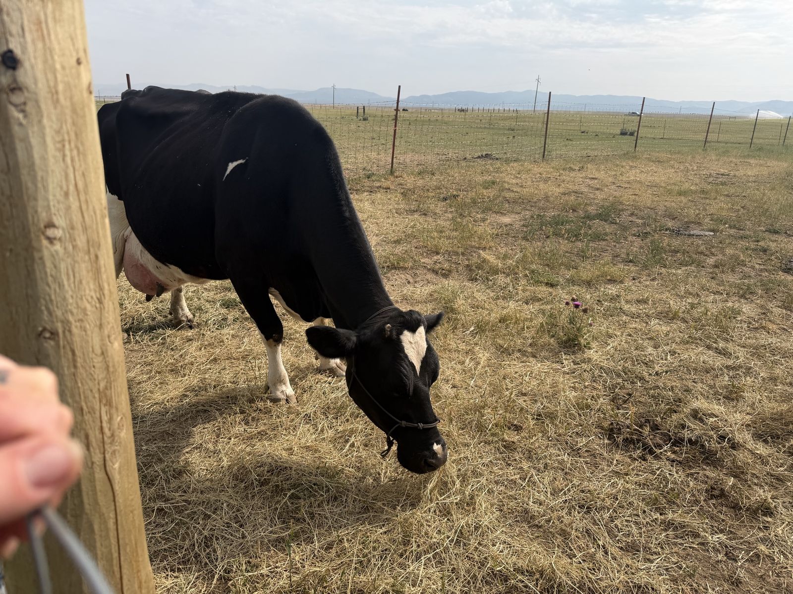 Dairy Cow - Holstein Dairy Cow Grazing in Pasture