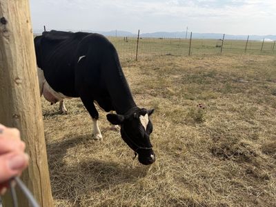 Dairy Cow - Holstein Dairy Cow Grazing in Pasture