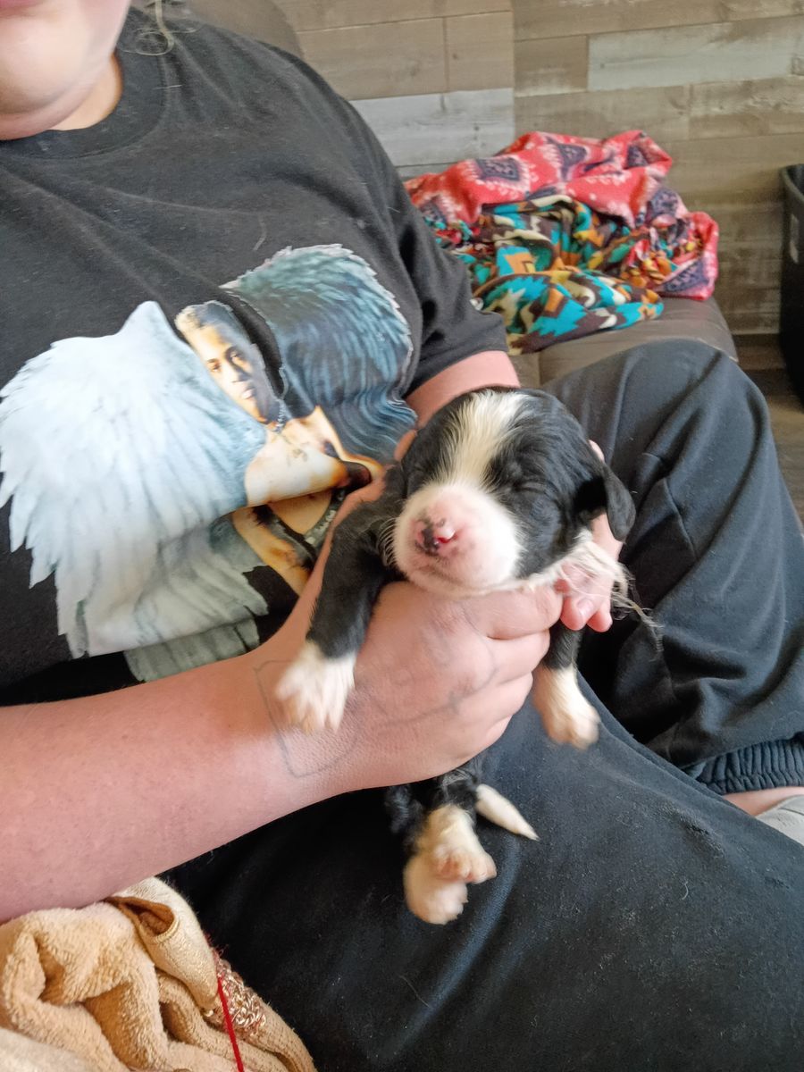 Bernedoodle puppies