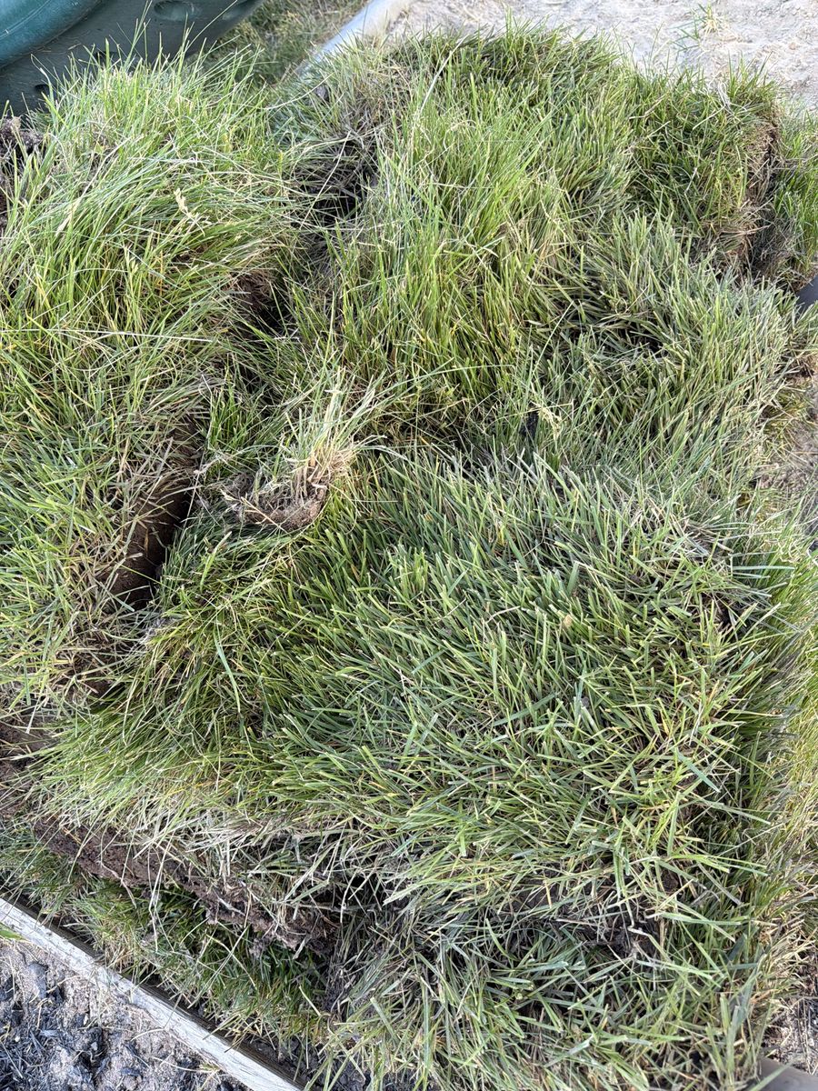 Free Hand-Cut Sod Squares - Ready for Pickup