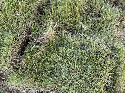 Free Hand-Cut Sod Squares - Ready for Pickup