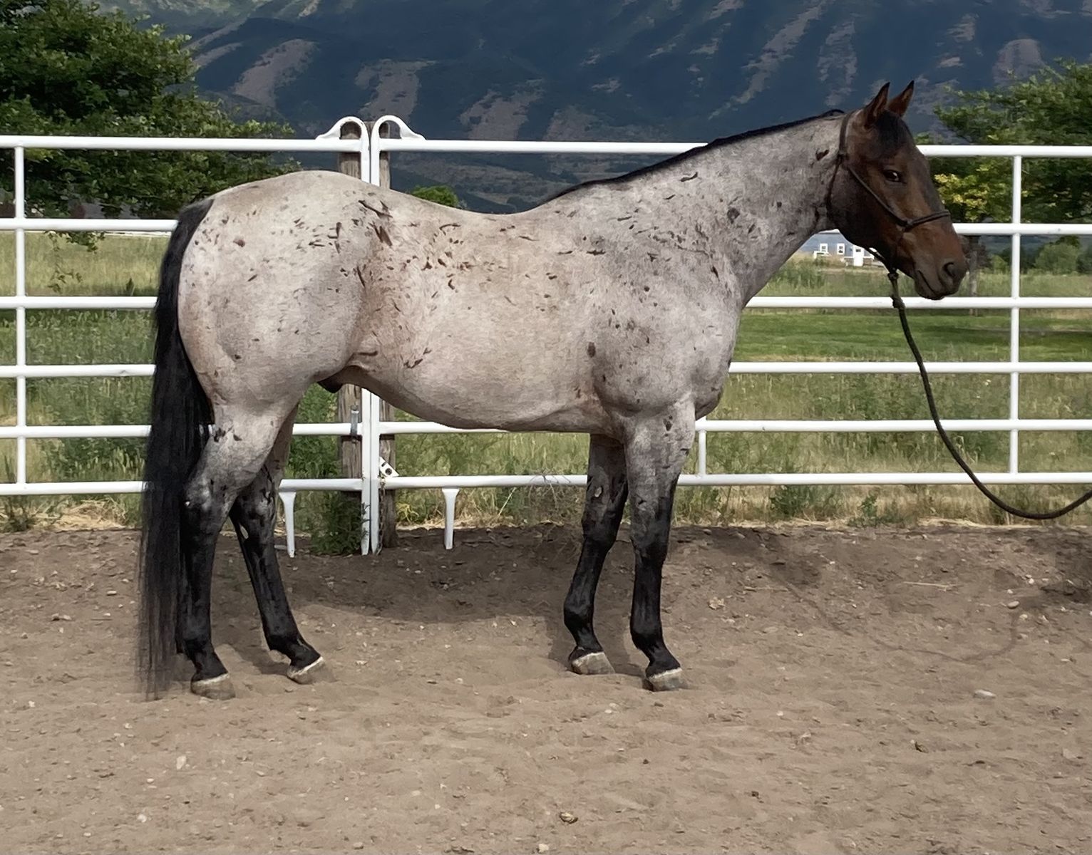 A STREAK OF FLING gelding!