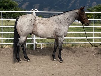 A STREAK OF FLING gelding!