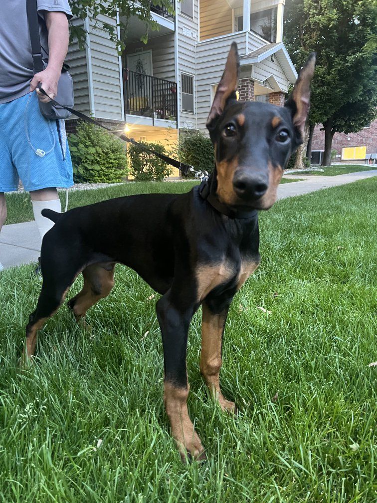 Doberman Pinscher Dog