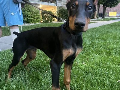 Doberman Pinscher Dog