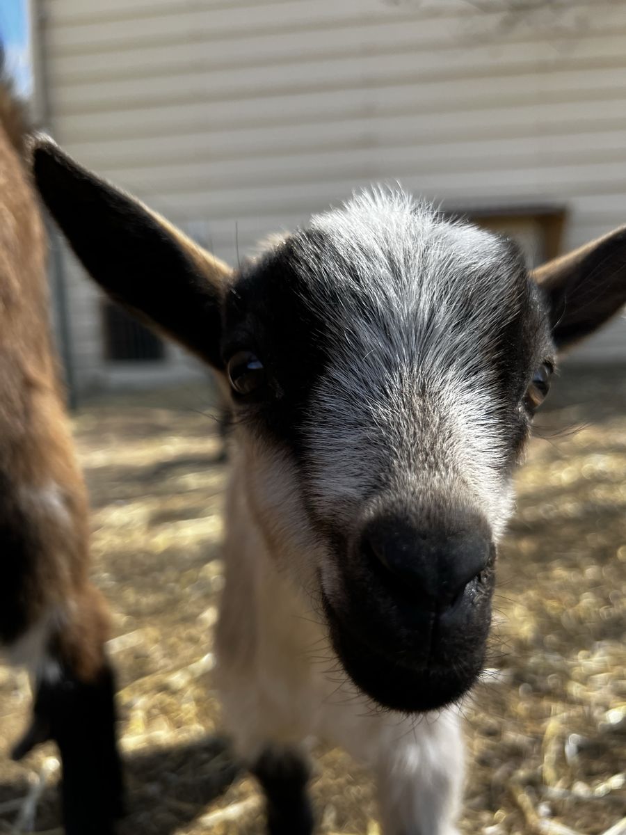 Nigerian Dwarf Wether