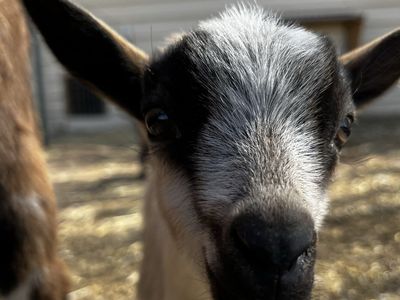 Nigerian Dwarf Wether