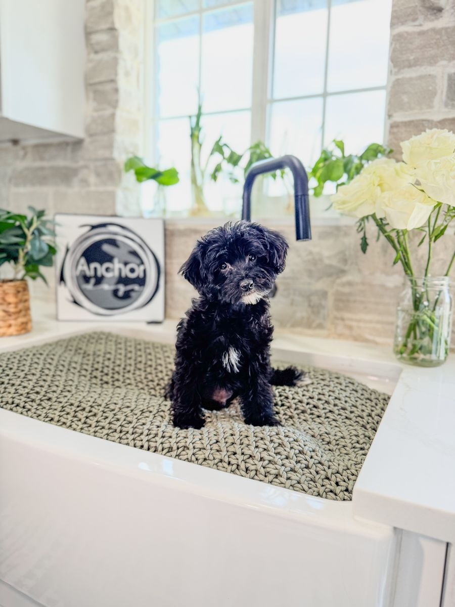 Teddy Bear 🧸 micro Goldendoodles