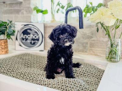 Teddy Bear 🧸 micro Goldendoodles