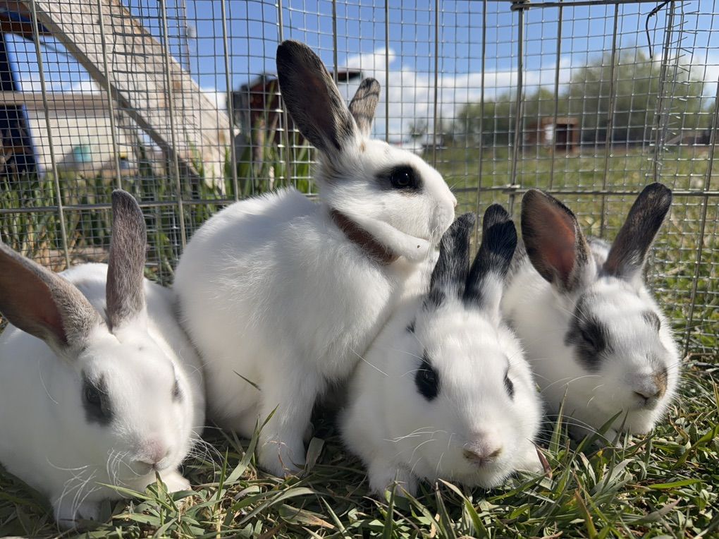 Rex English Spot Crossed Bucks