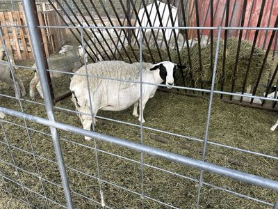 Young Dorper Ewe (14 months old)
