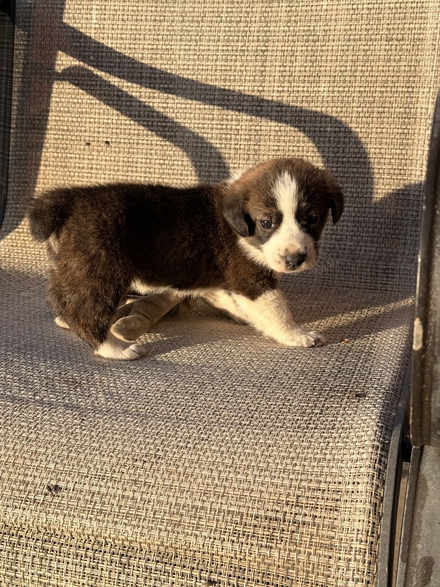 Cowboy Corgi