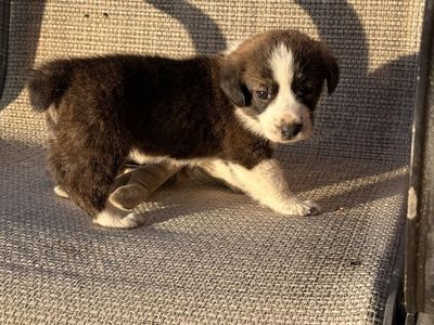 Cowboy Corgi