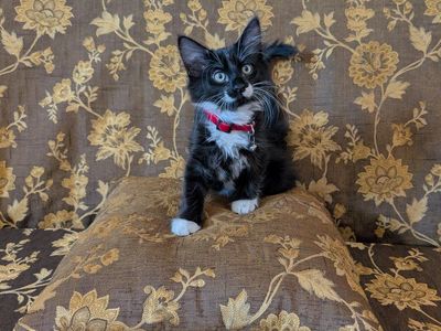 Cute Kitten for Adoption - Black/White flooofy - Looking for Forever Home