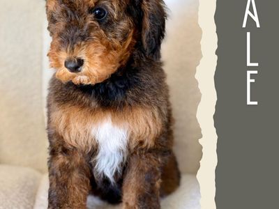 Mini-Medium Goldendoodles